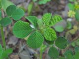 Medicago lupulina. Верхушка побега, поражённого вирусом. Краснодарский край, Абинский р-н, юж. окр. ст-цы Холмская, небольшая дорога. 26.05.2020.