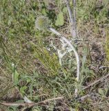 Echinops crispus