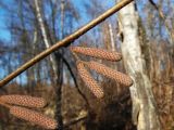 Corylus avellana