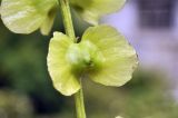 Pterocarya rhoifolia. Плод. Санкт-Петербург, Ботанический сад БИН РАН, дендрарий. 25.07.2022.