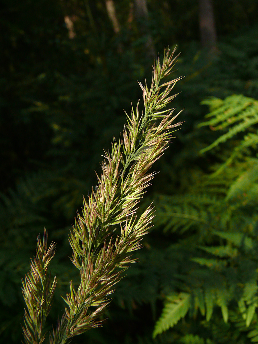 Изображение особи Calamagrostis epigeios.