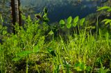 Lathyrus pisiformis