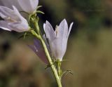 род Campanula