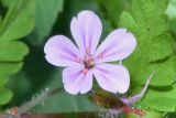 Geranium robertianum