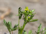 Ranunculus sceleratus. Верхушка расцветающего растения. Ленинградская обл., Кингисеппский р-н, Кургальский п-ов, побережье Финского зал., песчаный пляж, зона забрызга. 20.06.2021.