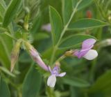 Vicia bithynica