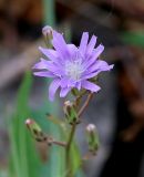 Lactuca tatarica