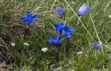 Gentiana angulosa