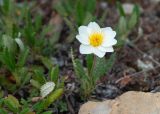 Dryas punctata. Цветущее растение. Республика Саха (Якутия), Хангаласский улус, правый берег р. Сиинэ (Синяя), ур. Сердечко, вершина сопки, опушка соснового леса. 25.07.2023.