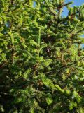 Picea × fennica. Ветви с со старыми шишками и микростробилами. Мурманская обл., Кандалакшский р-н, пос. Лувеньга. 29.06.2010.