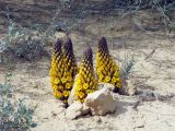 Cistanche tubulosa. Растения в песчаной пустыне. Израиль, северо-западный Негев, пески Халуца. 02.04.2011.