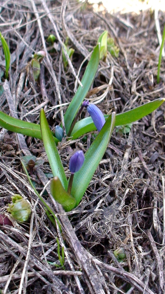 Изображение особи Scilla caucasica.