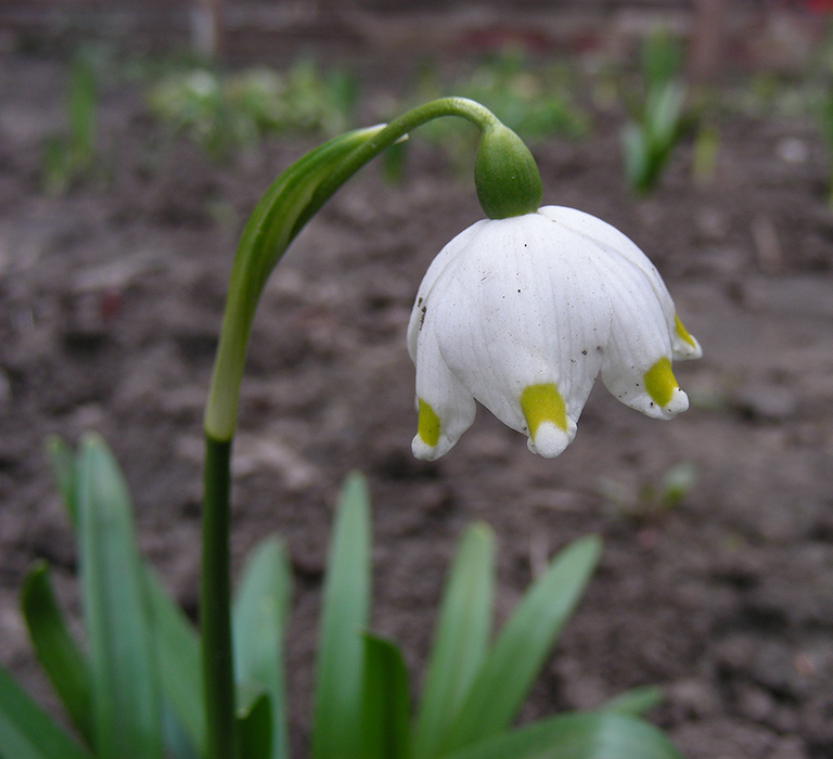 Изображение особи Leucojum vernum.