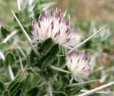 Centaurea belangeriana. Соцветие. Туркменистан, хр. Кугитанг. Июнь 2012 г.