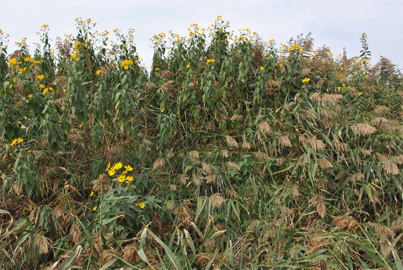 Изображение особи Helianthus tuberosus.