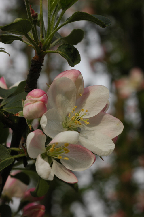 Изображение особи Malus sieversii.