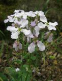 Hesperis steveniana. Верхушка соцветия с завязавшимися плодами. Крым, Карадагский заповедник, Береговой хребет, шибляк. 6 мая 2013 г.