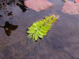 Salvinia natans