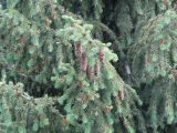 Picea schrenkiana