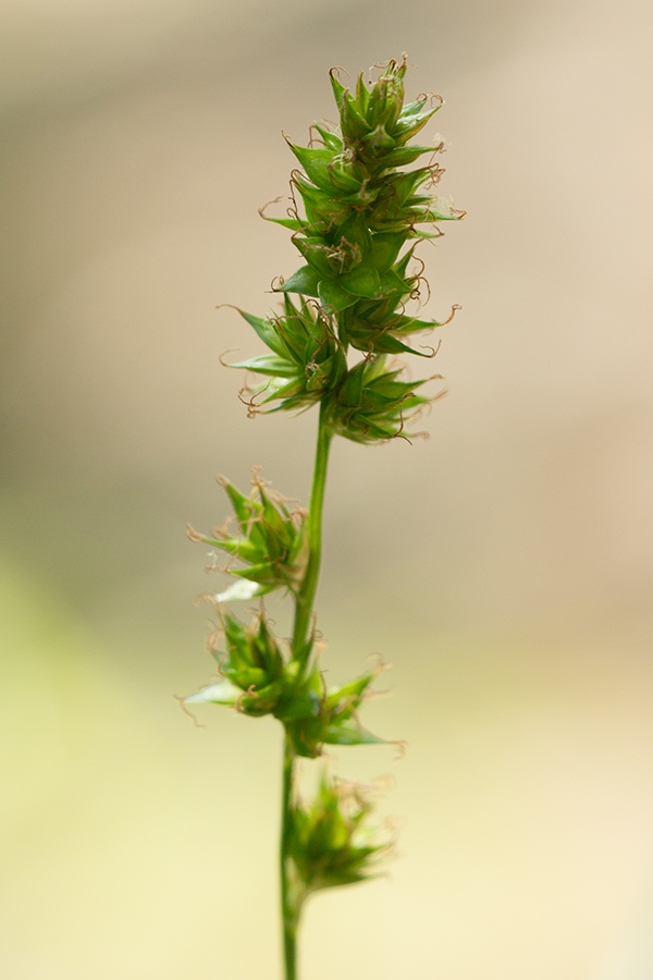 Изображение особи Carex spicata.