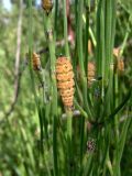 Equisetum ramosissimum