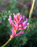 Astragalus monspessulanus. Соцветие. Украина, Хмельницкая обл., берег Днестра. 27 августа 2008 г.