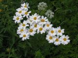 Pyrethrum corymbosum