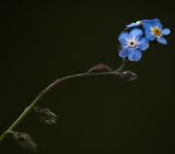 Myosotis alpestris. Верхушка соцветия. Абхазия, Гудаутский р-н, Рицинский реликтовый национальный парк, хребет Авадхара, долина р. Авадхара, 1650 м н.у.м., субальпийский луг. 09.08.2013.