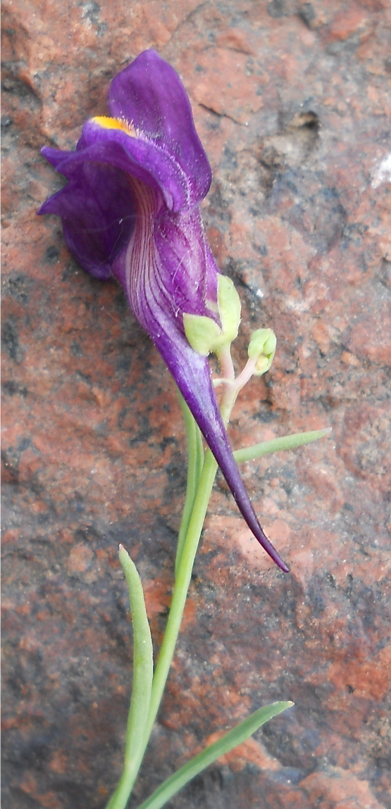 Изображение особи Linaria transiliensis.