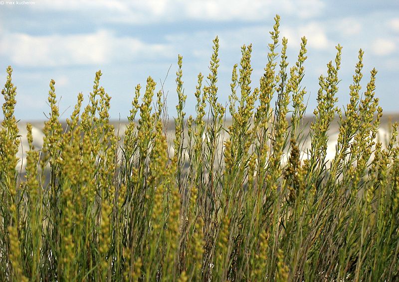 Изображение особи Artemisia salsoloides.