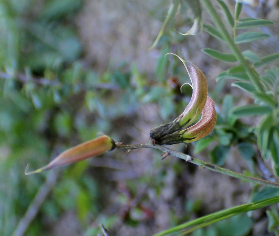 Изображение особи Astragalus pendulinus.