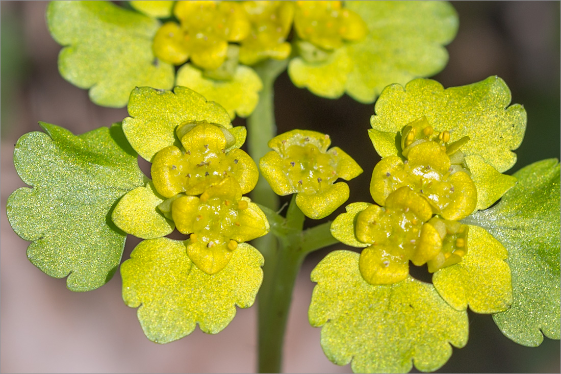 Изображение особи Chrysosplenium alternifolium.