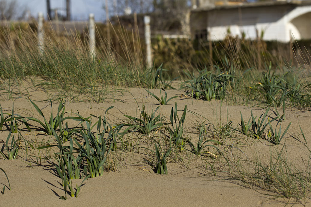 Изображение особи Pancratium maritimum.