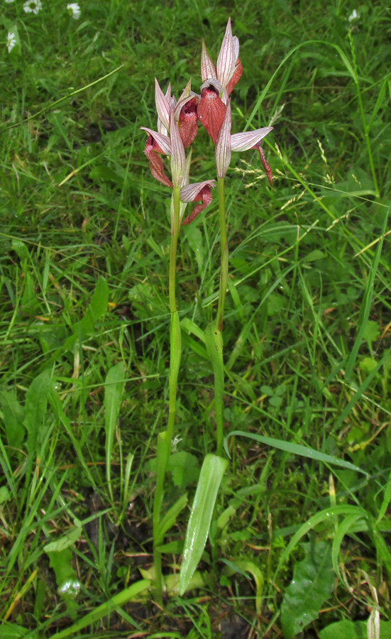 Изображение особи Serapias orientalis ssp. feldwegiana.