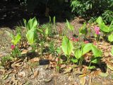 Curcuma longa