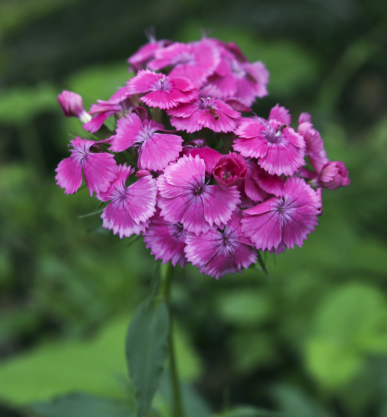 Изображение особи Dianthus barbatus.