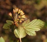 Physocarpus opulifolius. Верхушка веточки с соплодием и листьями (краснолистный культивар), (вид с нижней стороны). Восточный Казахстан, г. Усть-Каменогорск, Архитектурно-ландшафтный музей-заповедник, в культуре. 25.08.2017.