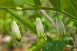 Polygonatum odoratum. Часть побега с цветками и бутоном. Башкортостан, Мелеузовский р-н, долина р. Нугуш, каньон Пятилистник, второй \"лепесток\", правый берег, у подножия скальника. 11 июня 2018 г.