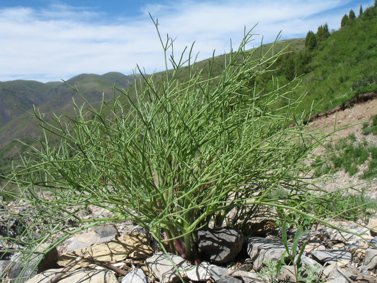 Изображение особи Ferula renardii.