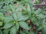 Mercurialis perennis