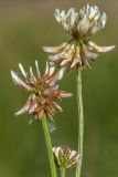 Trifolium repens