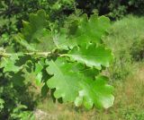 Quercus pubescens