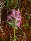 Pedicularis interioroides. Соцветие. Магаданская обл., окр. г. Магадан, п-ов Старицкого, кустарничково-осоково-моховая тундра. 07.07.2018.