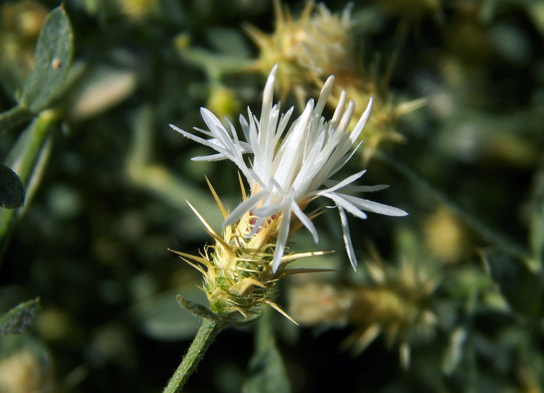 Изображение особи Centaurea pseudosquarrosa.