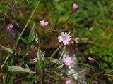 Epilobium hornemannii. Верхушки цветущих побегов. Магаданская обл., окр. г. Магадан, побережье бухты Нагаева, Морпортовская сопка, на моховой подушке у ручья. 20.07.2015.