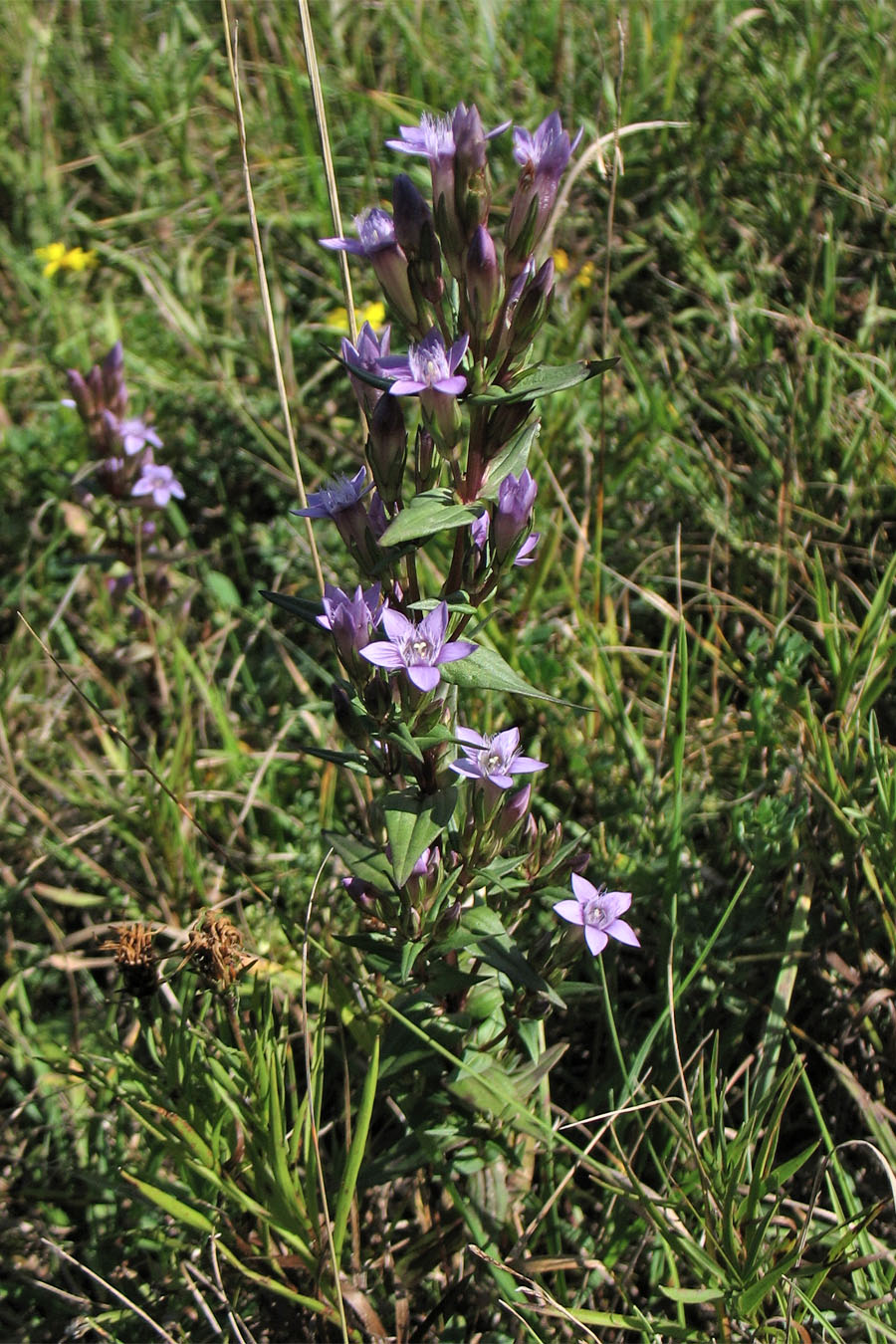 Изображение особи Gentianella amarella.