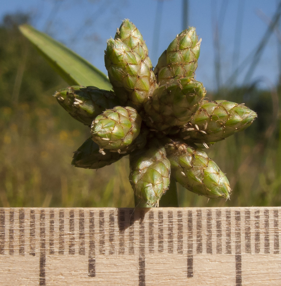 Изображение особи Schoenoplectiella mucronata.