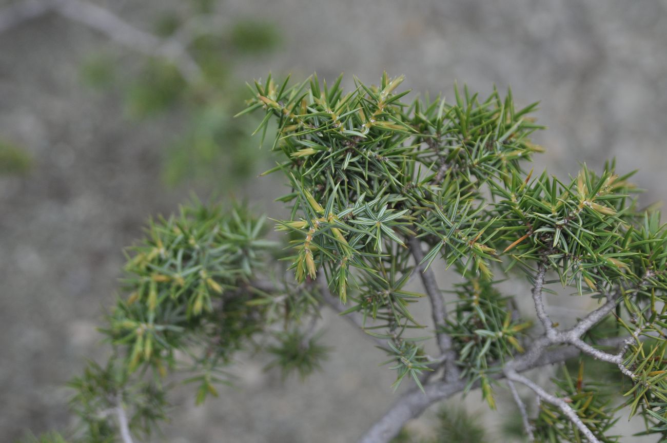 Изображение особи Juniperus deltoides.