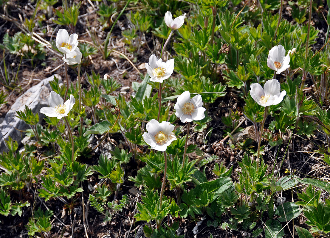 Изображение особи Anemone sylvestris.