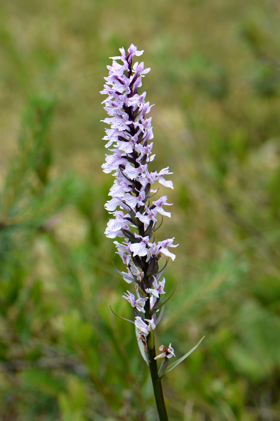 Изображение особи Dactylorhiza maculata.